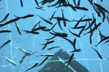 Offshore Aquaculture System