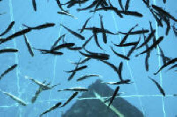 Offshore Aquaculture System